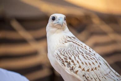 Second most expensive falcon sold for 1.3 million SAR