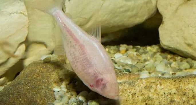 Unseen Fish Clusters Beneath Iraqi Desert