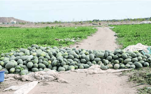 Summer crops boost Grant markets