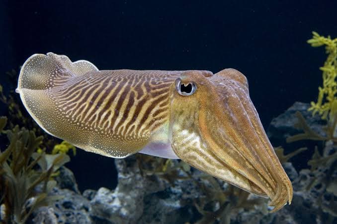 Maximize profits with Omani squid investments