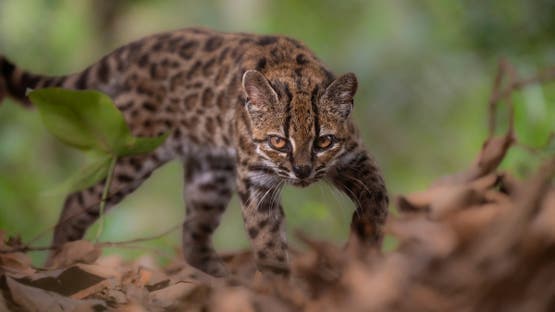 Centuries-Old Search Ends with New Bolivian Wild Cat