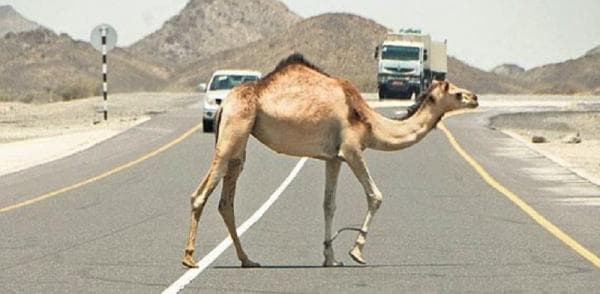 بلدية البريمي تضبط 11 جمل سائب في السنينة
