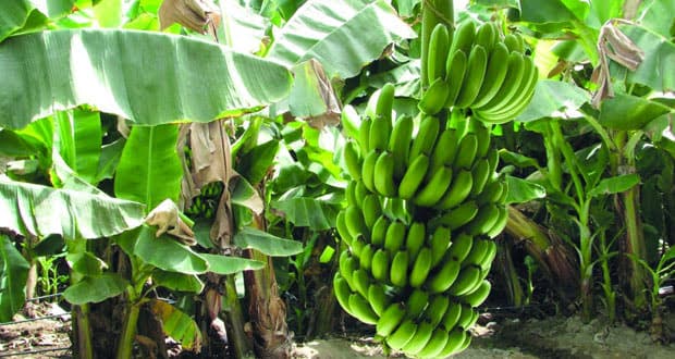 Omani Banana Variety Achieves Global Recognition