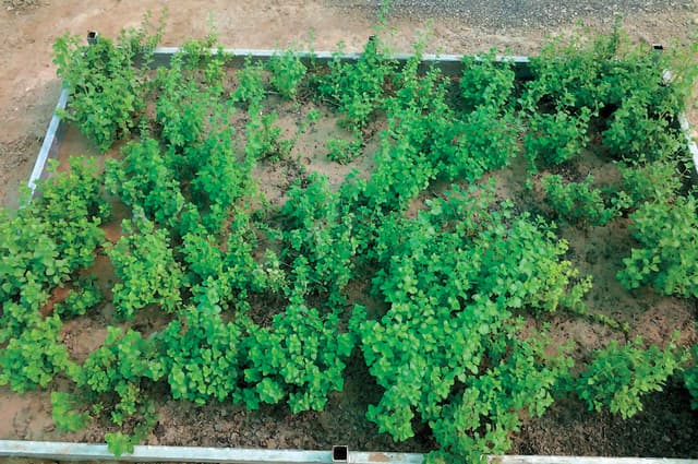 Omani Thyme Farming Thrives in Rustaq