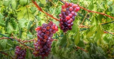 Grape Cultivation Expands