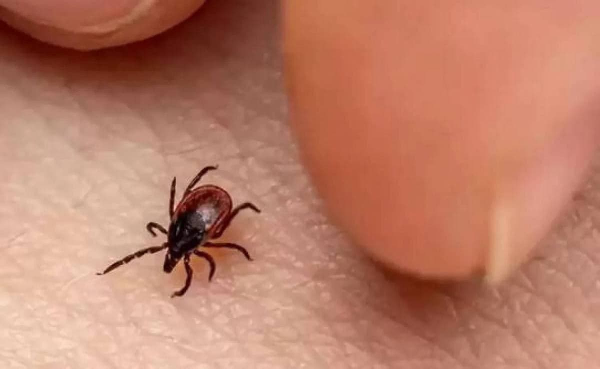 WHO monitors tick distribution in Europe