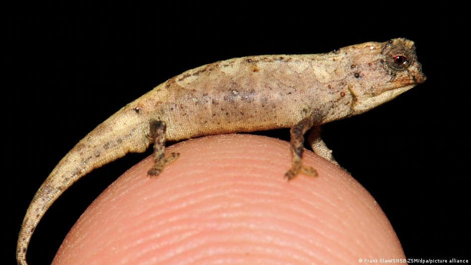 Reptile World Wonders