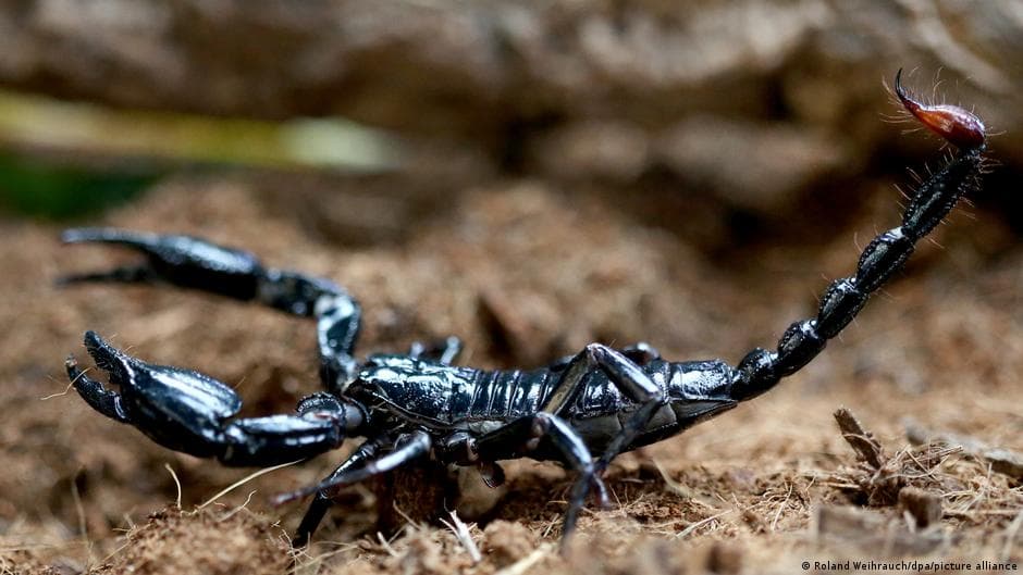 Female Traveler Bitten by Scorpion at Düsseldorf Airport