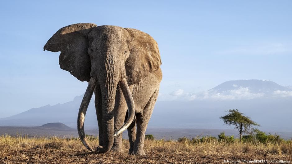 Superhippo's hearing relies on more than big ears