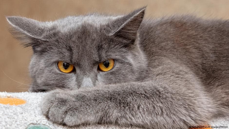 Cats: a mysterious hidden realm