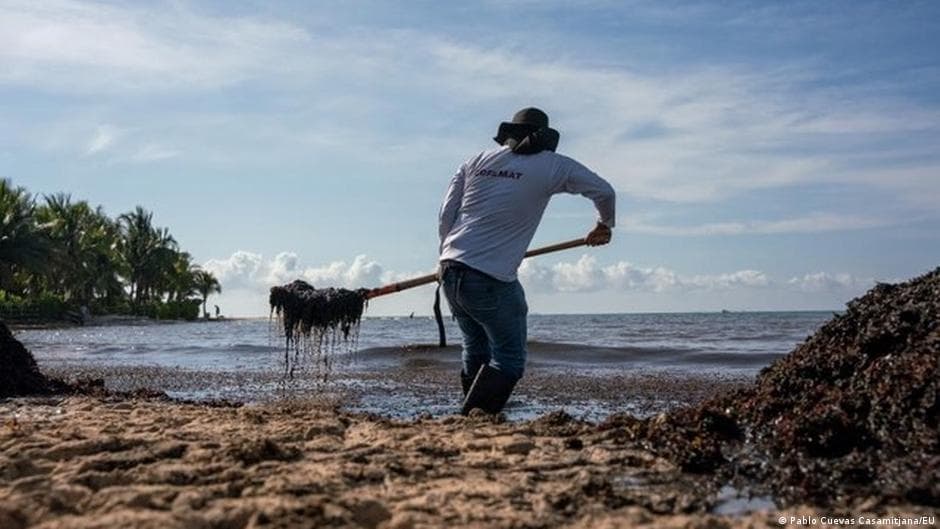 Seaweed Bloom Disrupts Mexico's Coasts