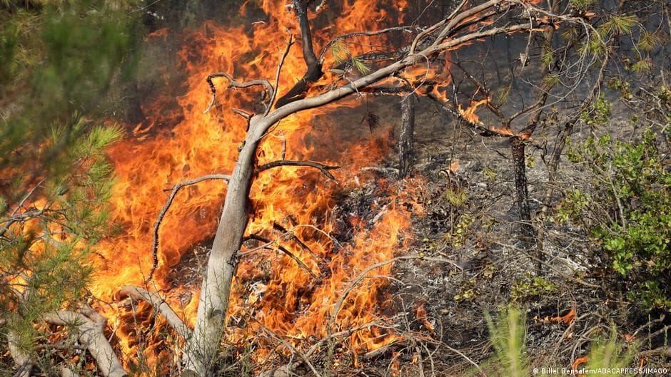 Algerian fires cause multiple fatalities