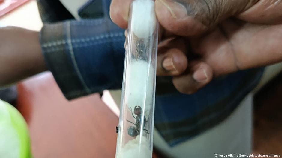 Ant smuggling yields high profits