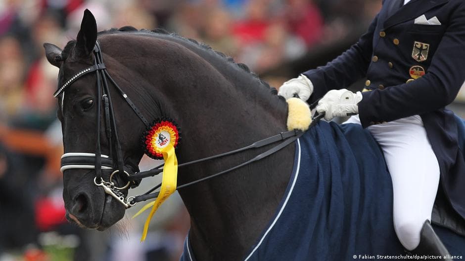 Horses forge unforgettable equestrian champions