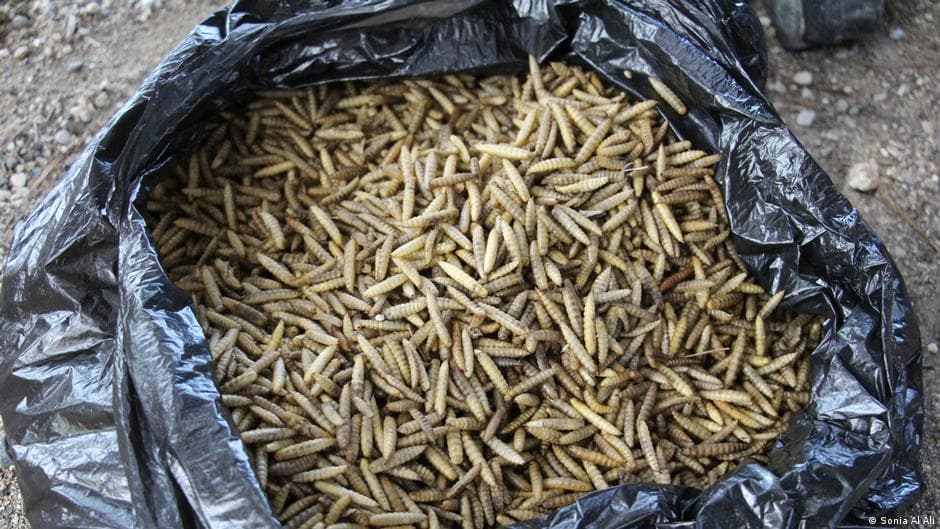 Black Soldier Fly turns waste into feed and fertilizer