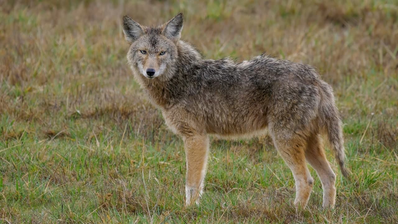 Viral clip shows coyote jumping for pear