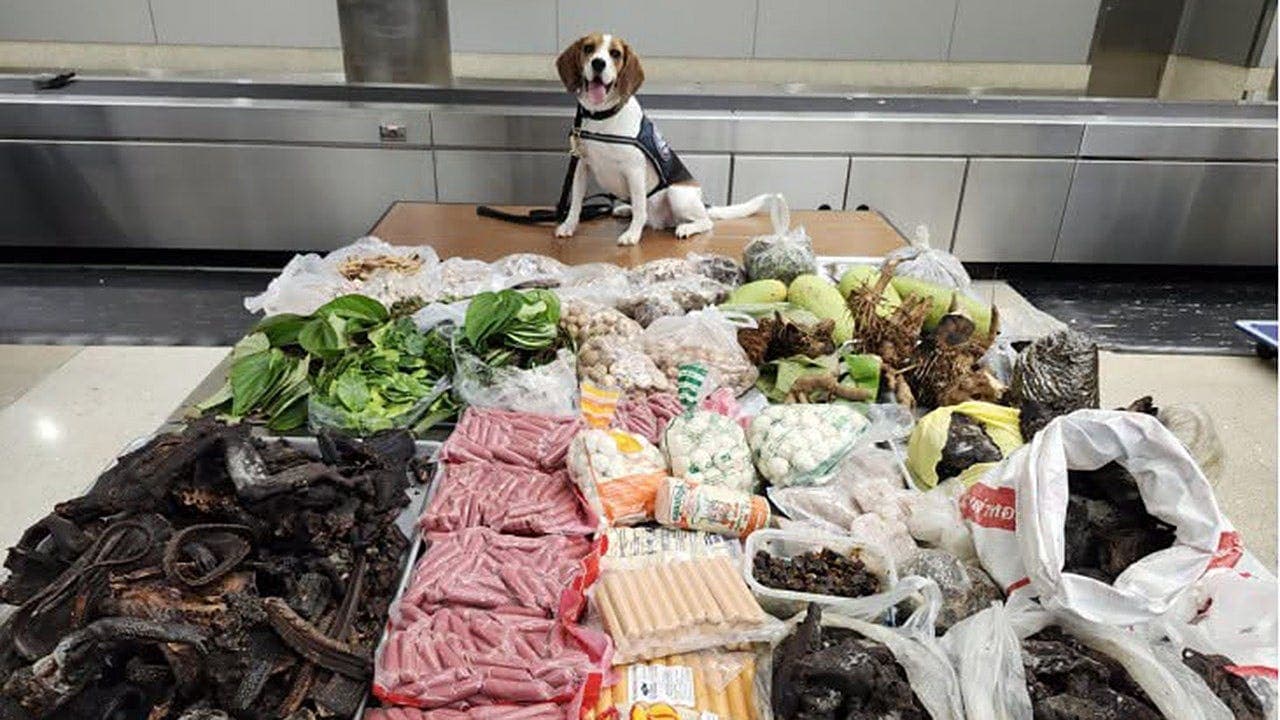 Border K9 Finds 99 lbs of Illegal Meat and Plants
