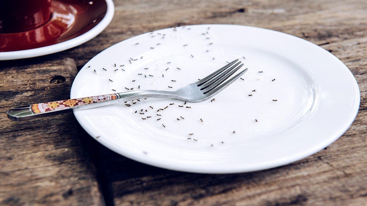Chef with Michelin stars faces jail over ant servings