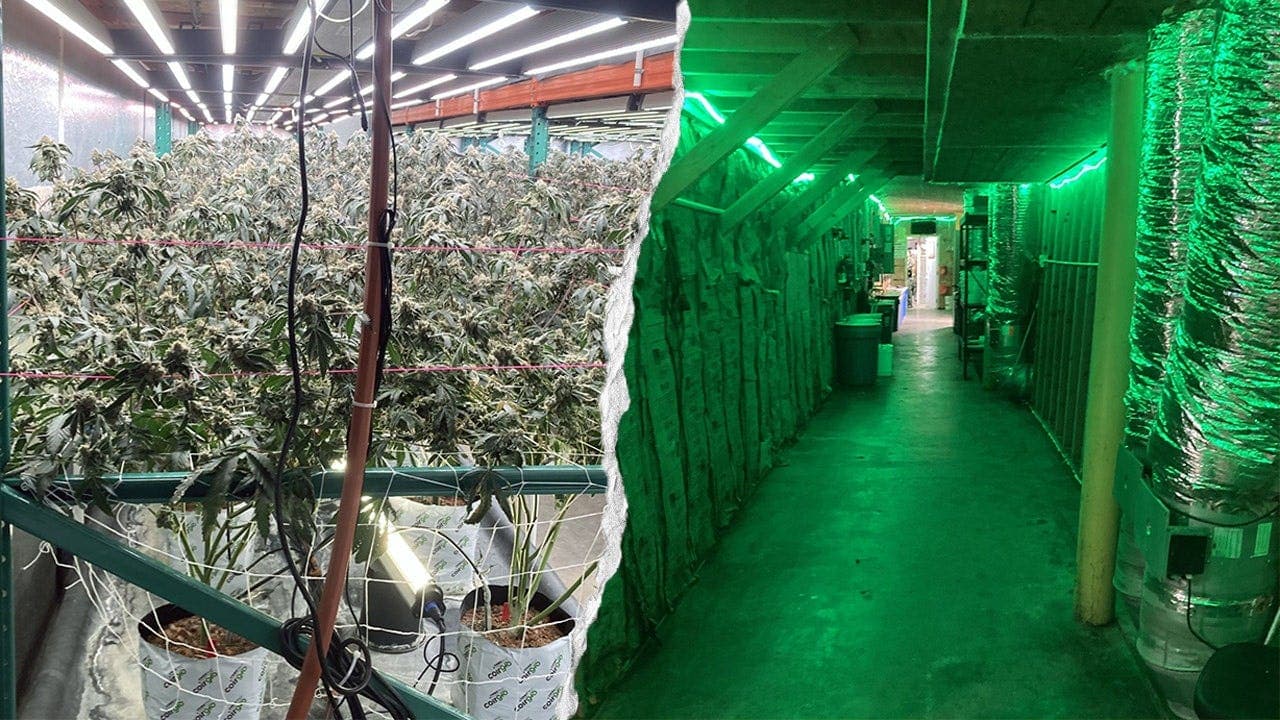 China links suspected in California pot bust