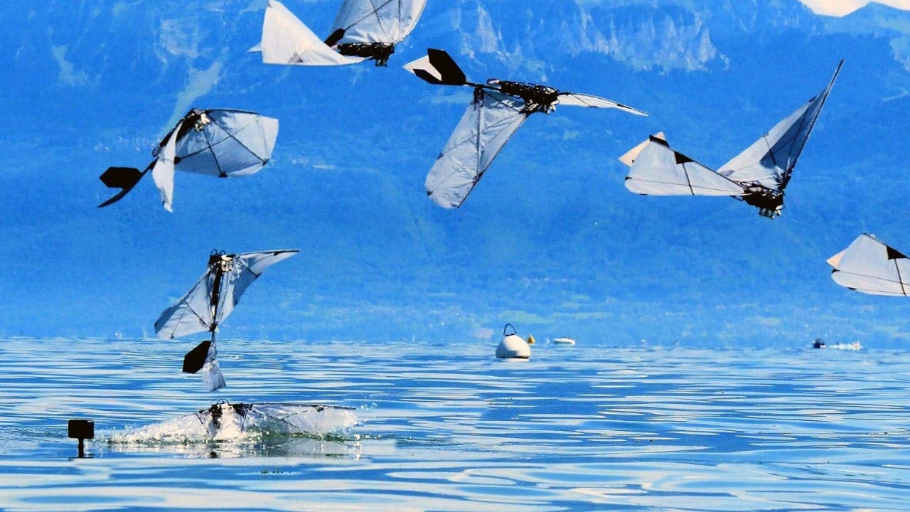 Robot bird swims and takes flight
