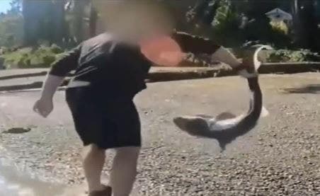 Man Charged with Illegally Wrestling Sharks in Washington