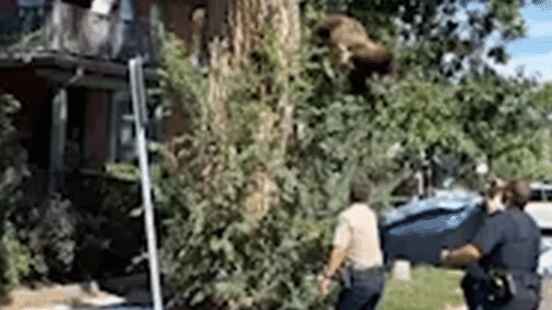 Young bear falls from Denver tree after tranquilization