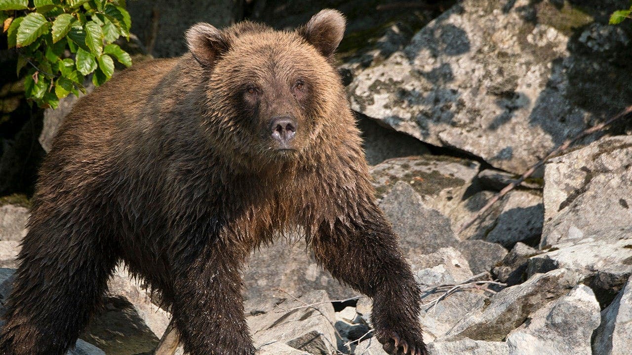 Alaska runner hospitalized after bear spray incident