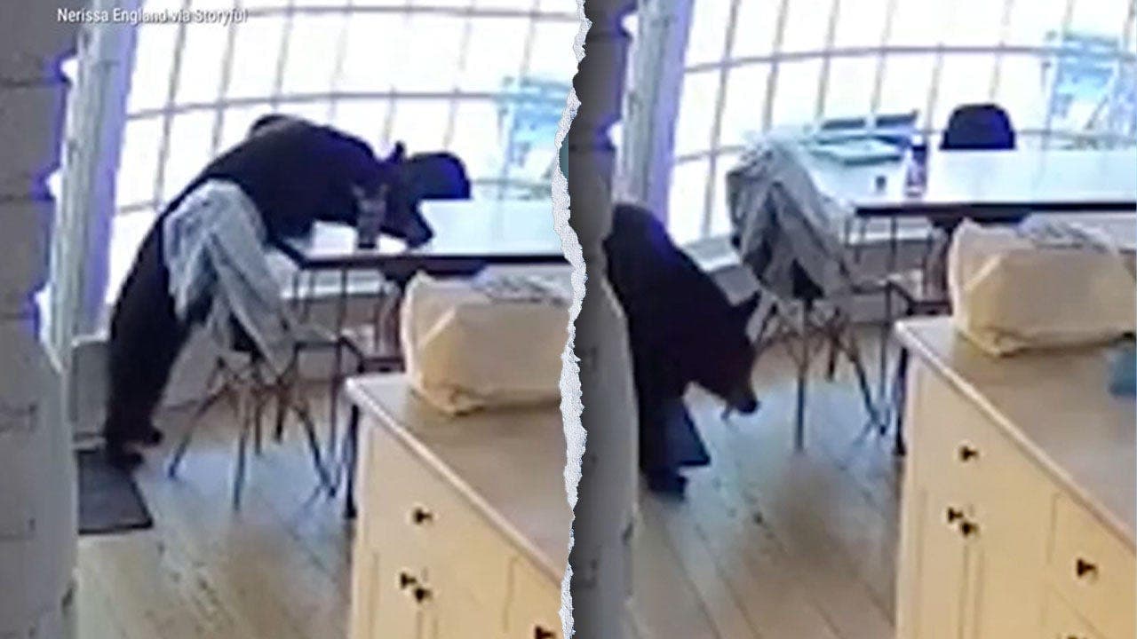 Colorado family finds bear in kitchen