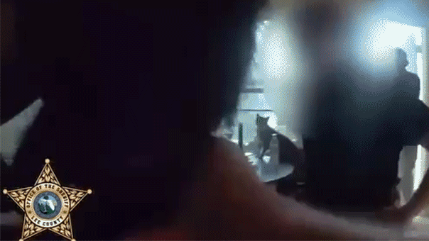 فلوريدا رجل يقتل قططه للعقاب