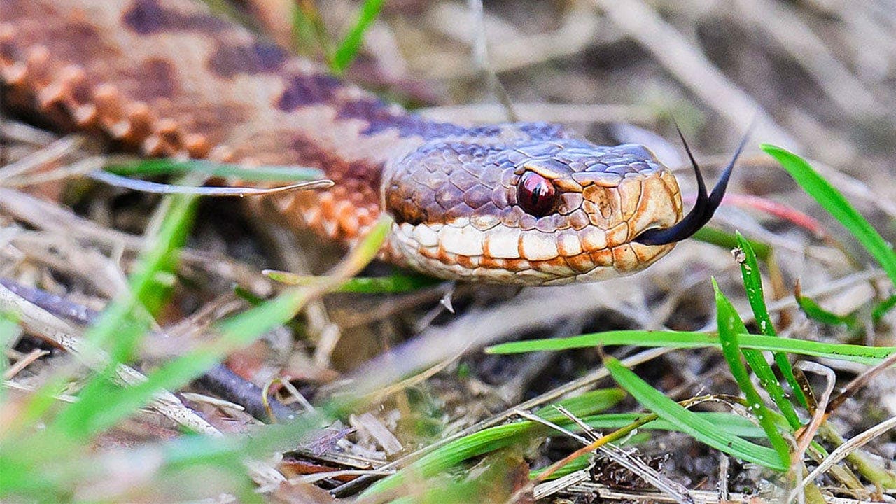 High school player practices with snake in helmet