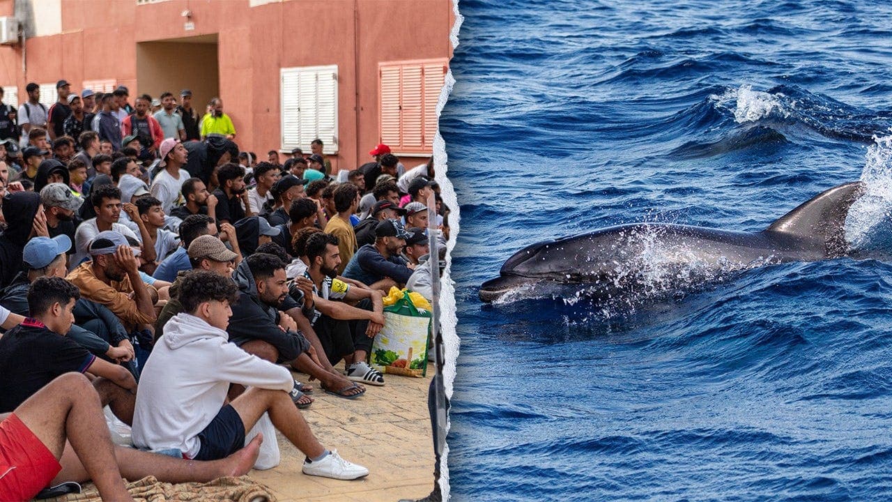 Migrants Criticized Over Dolphin Beating Video