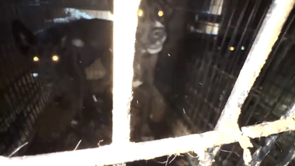 California rescue operator faces felony charges