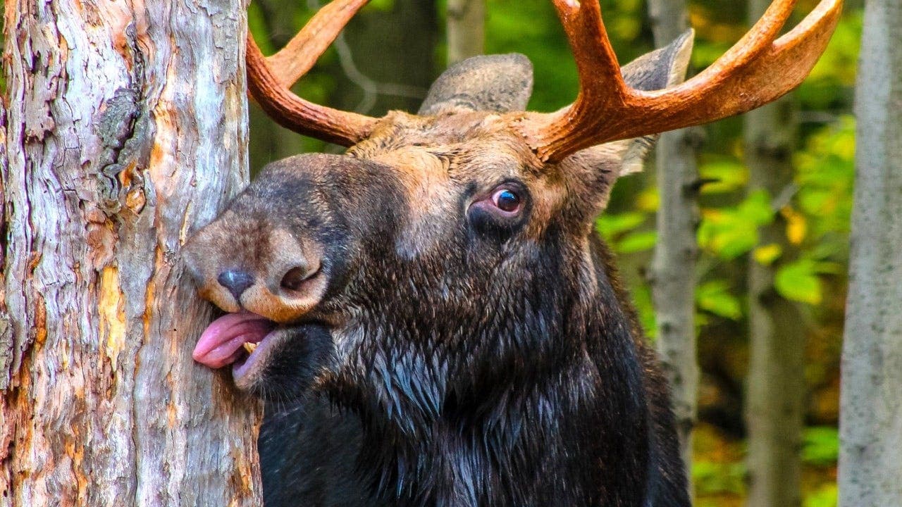 Idaho deputy rescues juvenile moose in viral video