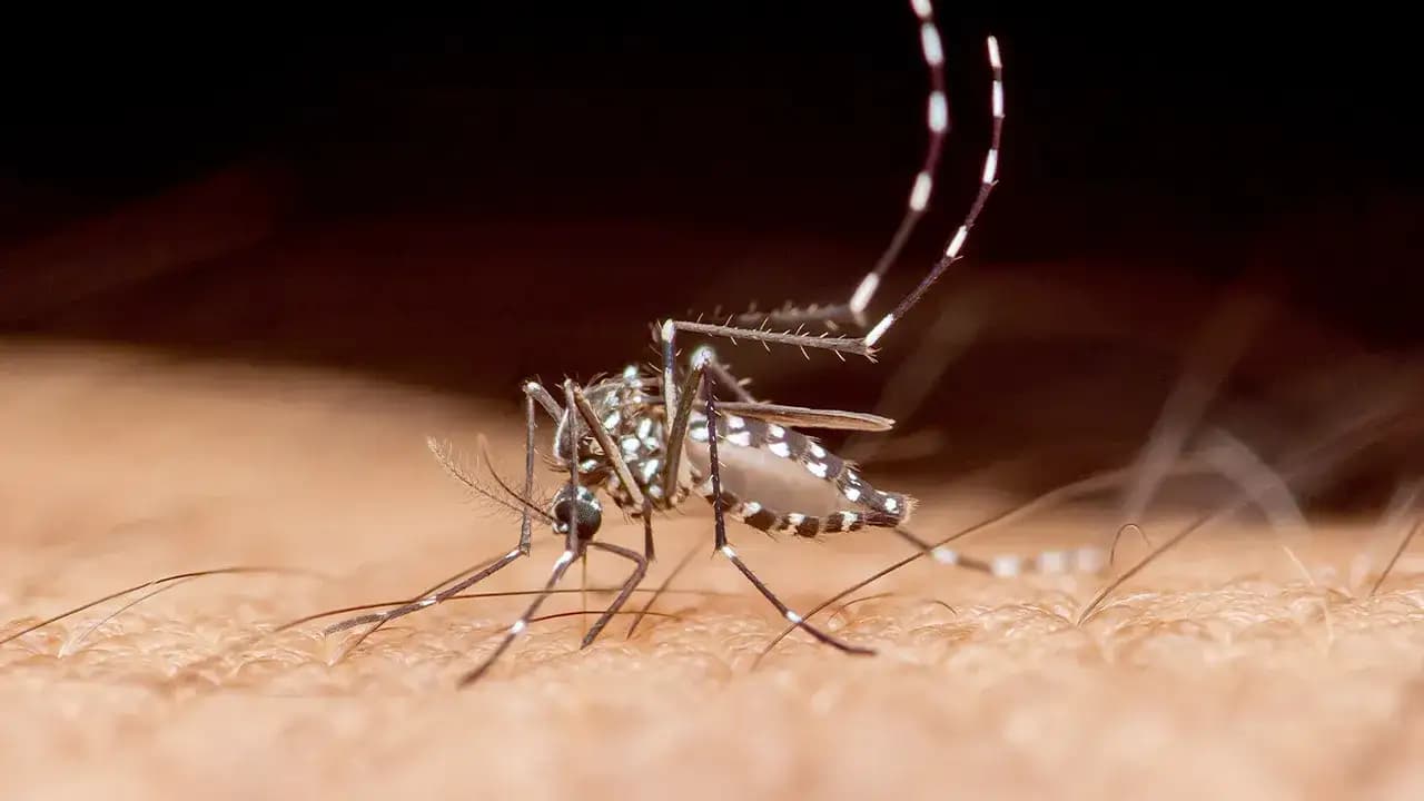 أول وفاة بسبب مرض استوائي في ولاية أميركية جنوبية