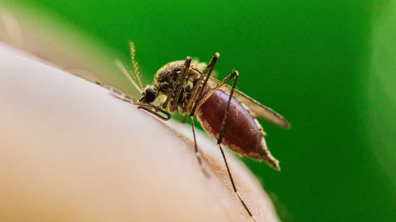 First US death from deadly mosquito virus