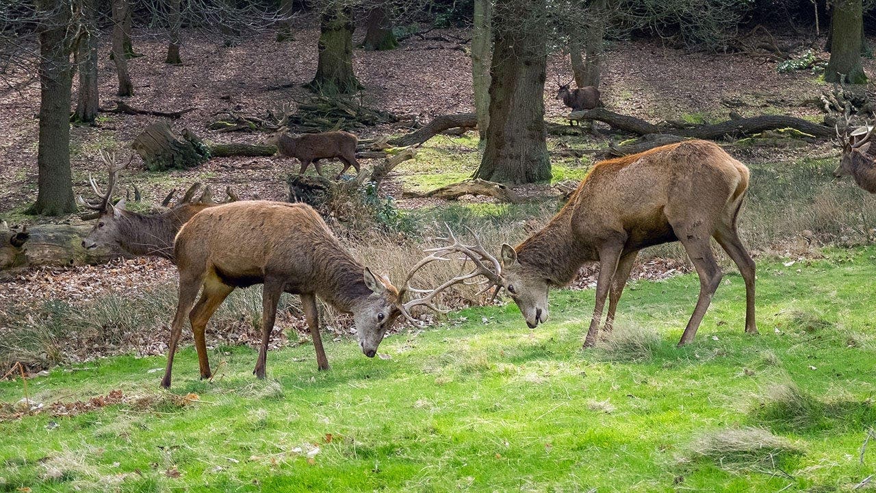 Bucks clash in yard, avoid vehicle and boat