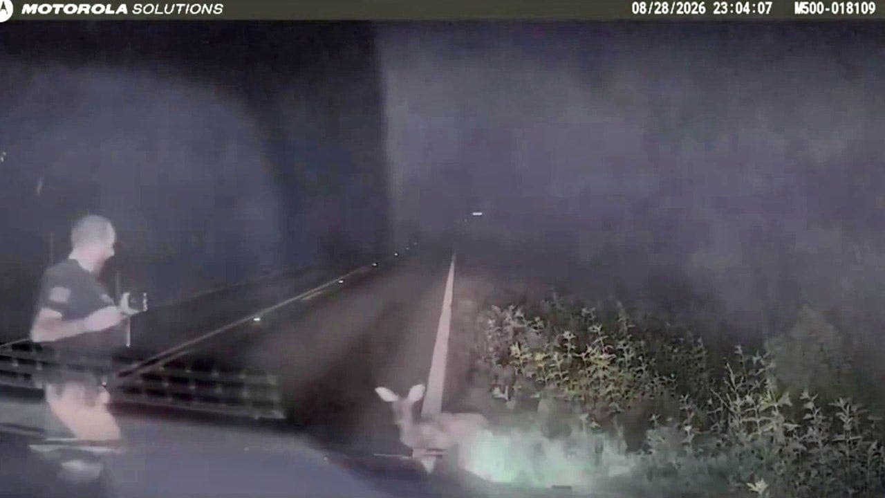 Texas deputy pursues deer that revives