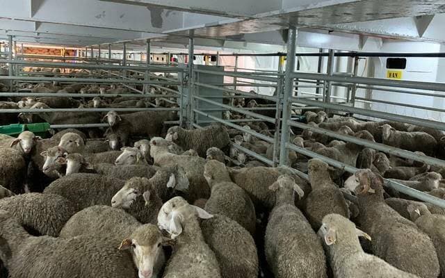 Livestock imports permitted biannually