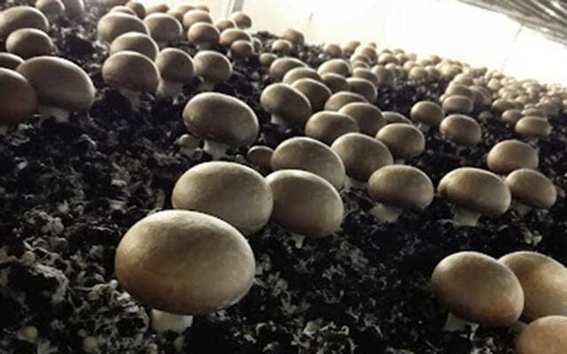 Gulf Mushroom Plans 50% Capacity Increase