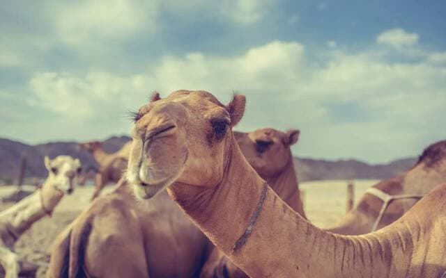 Ministry Sets Rules for Camel Trade