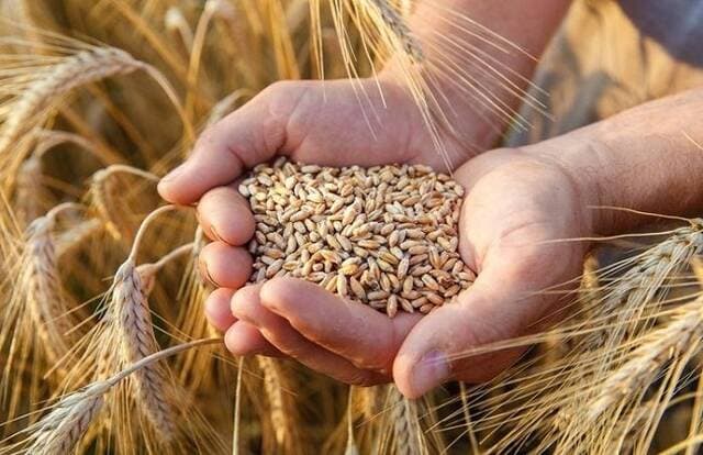 تراجع القمح في شيكاغو مع هدوء السوق