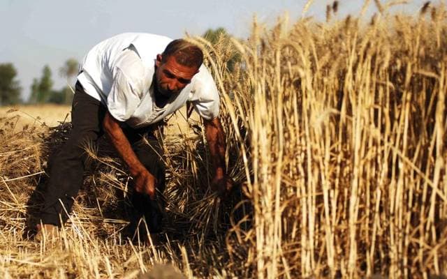 الزراعة المصرية تصرف 8 ملايين شيكارة أسمدة للمزارعين لضمان وصول الدعم إلى مستحقيه