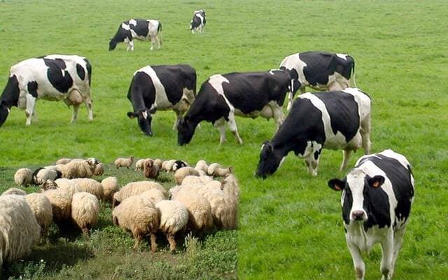 Northern Borders region presents investment opportunity for livestock breeding and fattening project in Rafha