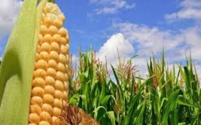 Corn futures fall on profit-taking