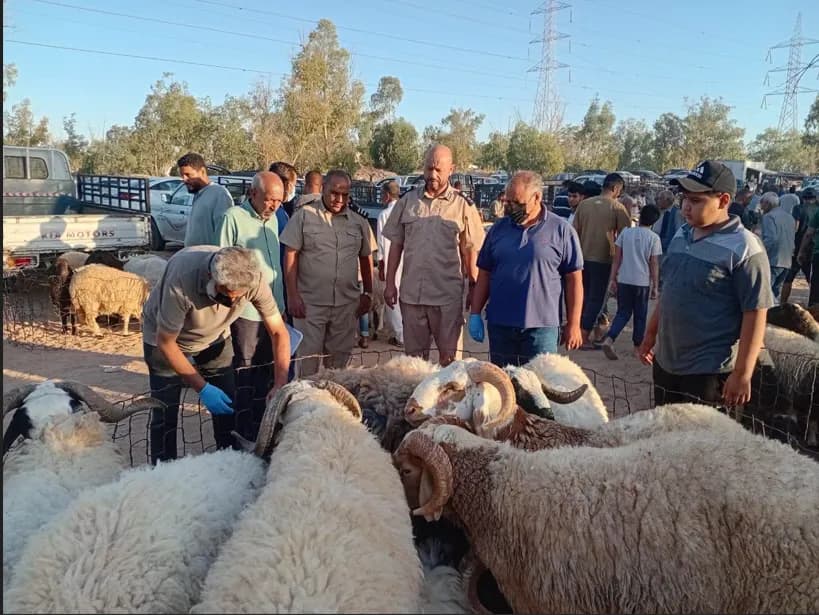 ليبيا تواجه خطر تفشي الحمى القلاعية مع اتخاذ إجراءات احترازية