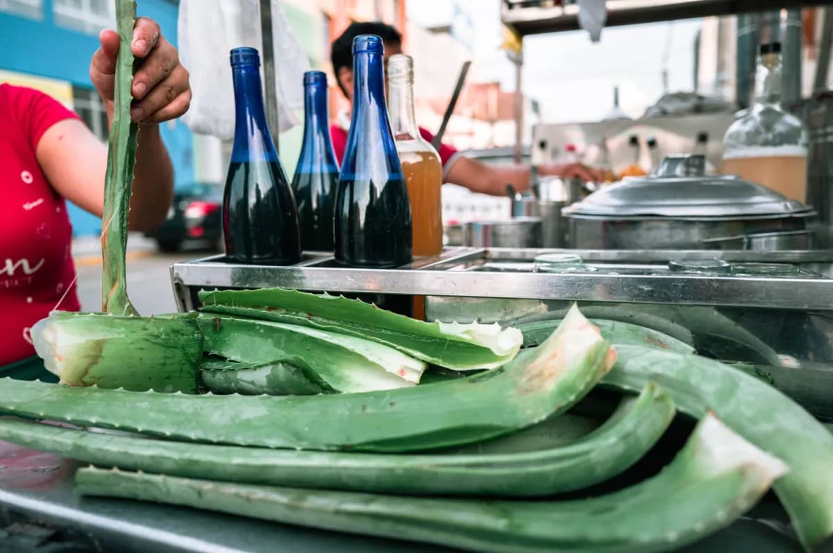Aloe vera juice and intestinal health