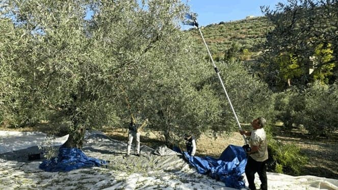 Olive Harvesting Rules
