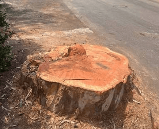 Amchit tree removal sparks Environmental Scout protest