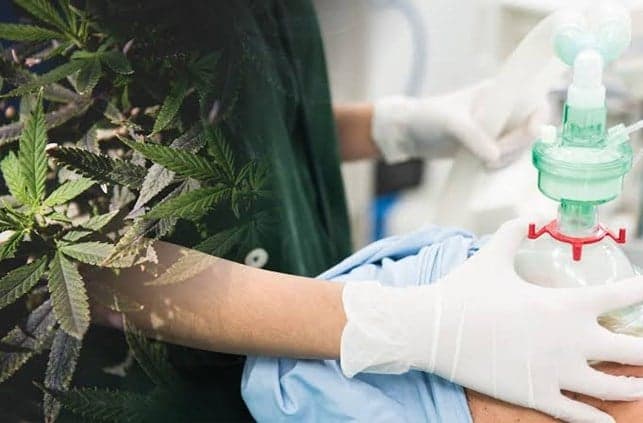 Study links cannabis to intoxication