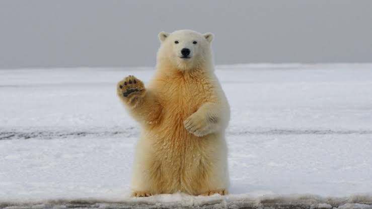 Polar bear disturbance leads to fine at North Pole